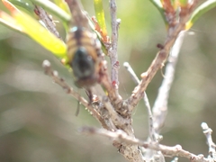 Stomorhina discolor