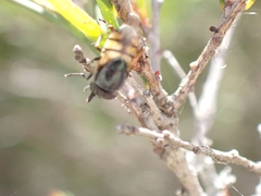 Stomorhina discolor