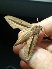 Theretra silhetensis