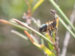 Stomorhina discolor