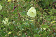 Hibiscus diversifolius