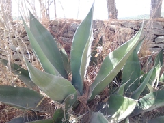 Agave salmiana crassispina