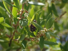 Stomorhina discolor