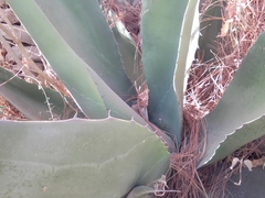 Agave salmiana crassispina