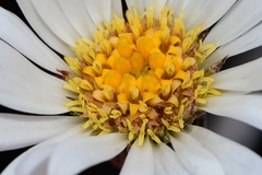 Celmisia asteliifolia