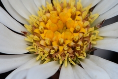 Celmisia asteliifolia