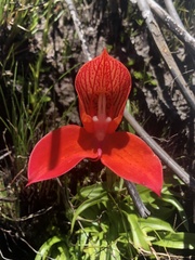Disa uniflora