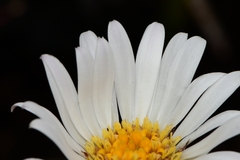 Celmisia asteliifolia