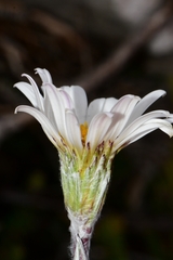 Celmisia asteliifolia