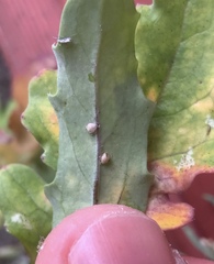 Brevicoryne brassicae