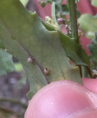 Brevicoryne brassicae