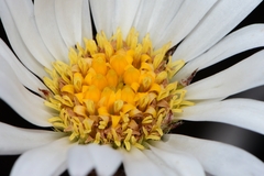 Celmisia asteliifolia