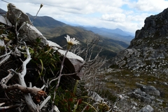 Celmisia asteliifolia