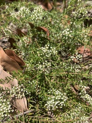 Platysace ericoides