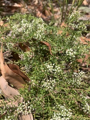 Platysace ericoides