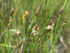 Machaerina juncea