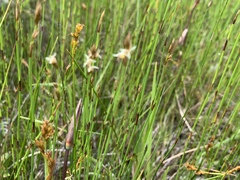 Machaerina juncea