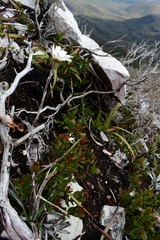 Celmisia asteliifolia