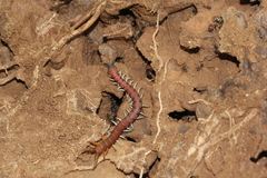 Cormocephalus