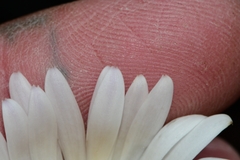 Celmisia asteliifolia