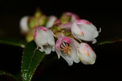 Gaultheria hispida