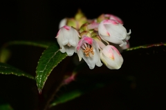 Gaultheria hispida