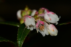 Gaultheria hispida