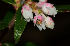 Gaultheria hispida