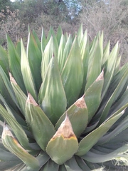 Agave inaequidens