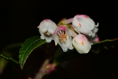 Gaultheria hispida
