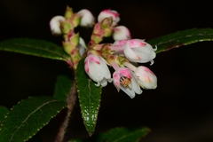 Gaultheria hispida