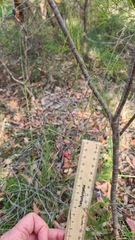 Austrostipa pubescens
