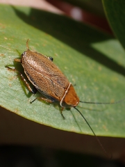 Ellipsidion humerale