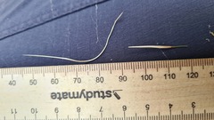 Austrostipa pubescens