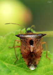 Elasmucha ferrugata