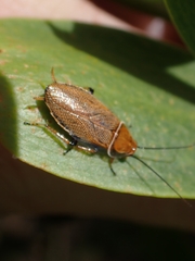 Ellipsidion humerale