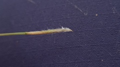 Austrostipa pubescens