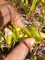 Colchicum eucomoides