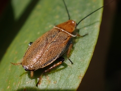 Ellipsidion humerale