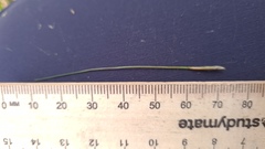 Austrostipa pubescens