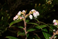 Gaultheria hispida
