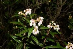 Gaultheria hispida