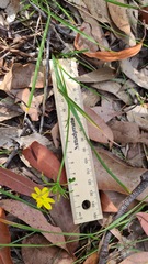 Tricoryne simplex