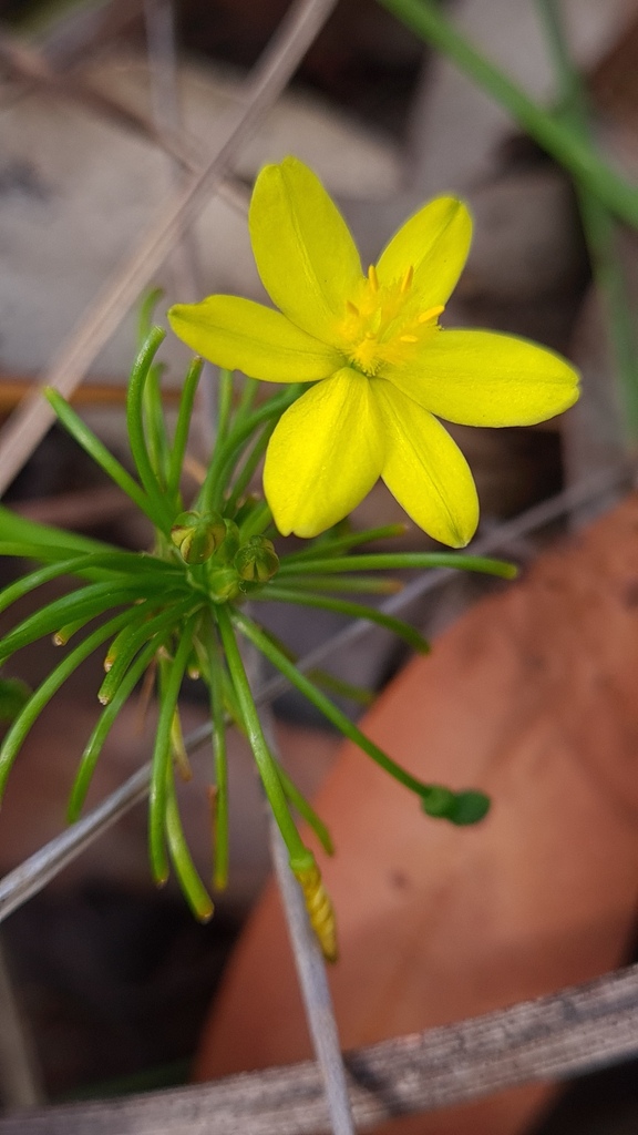 Yellow Rush Lily (Tricoryne simplex) · iNaturalist
