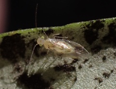 Trichopsocus