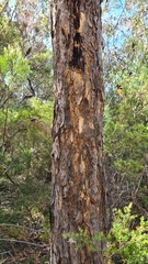 Corymbia eximia