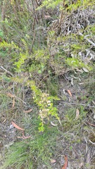 Leptospermum arachnoides