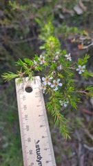 Leptospermum arachnoides