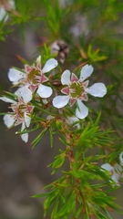 Leptospermum arachnoides