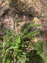 Cassinia denticulata